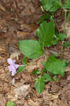 Stalked wild petunia